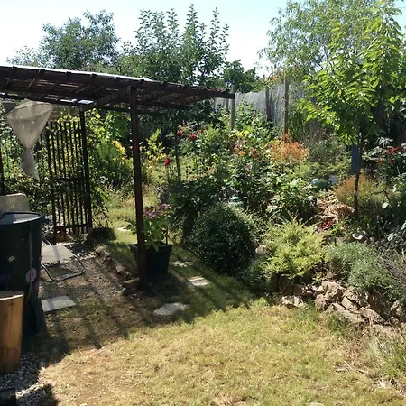 Le Faucon Pelerin * Scherwiller