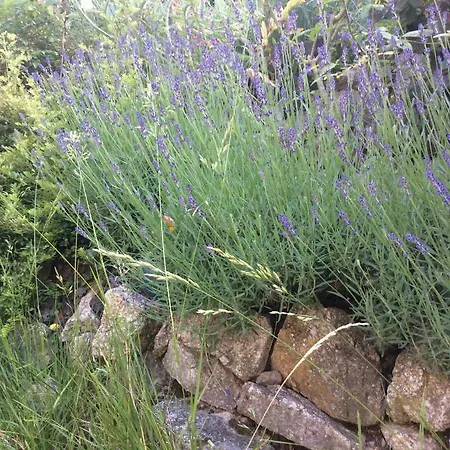 Le Faucon Pelerin Nyaraló