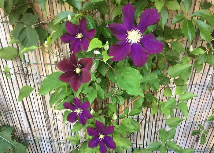 Le Faucon Pelerin Holiday home